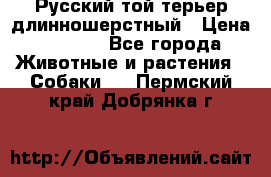 Русский той-терьер длинношерстный › Цена ­ 7 000 - Все города Животные и растения » Собаки   . Пермский край,Добрянка г.